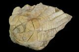 Fossil Crinoid (Zeacrinites) - Alabama #122390-1